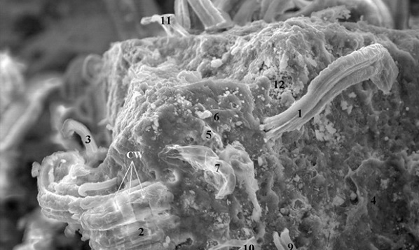 باکتری در شهاب سنگ‌ها