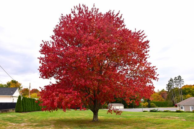 نکات مهم در نگهداری از درخت افرا ی سرخ
