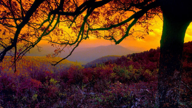 پارک ملی Shenandoah منظره رویایی در امریکا