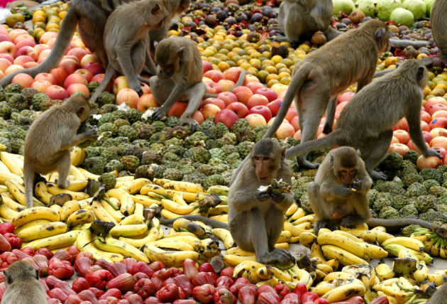 جشنواره بوفه میمون در تایلند از فستیوال های عجیب در جهان