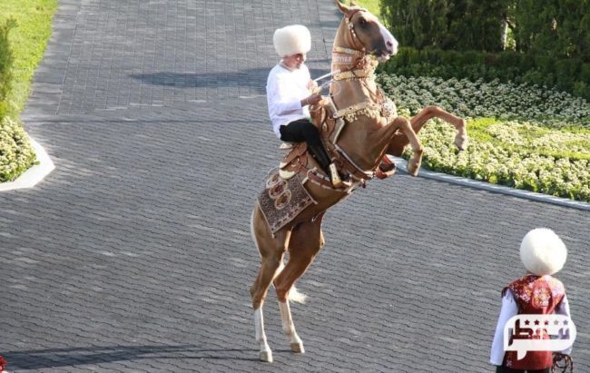 ویژگی های ظاهری اسب ترکمن