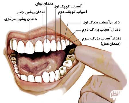 آیا دندان آسیاب شیری است ؟